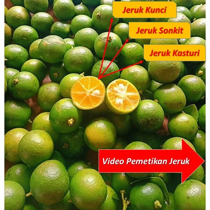 

Jeruk Songkit Jeruk Kunci Jeruk Kasturi Jeruk Asam Jeruk Sonkit Jeruk Kesturi Jeruk Cui Sonkit Lemon Cui Jeruk Asem Jeruk Kalamansi Jeruk Kesturi Jeruk Kunci Sonkit Jeruk China Jeruk Kunci Belitung Jeruk Limau Kasturi 500 Gram