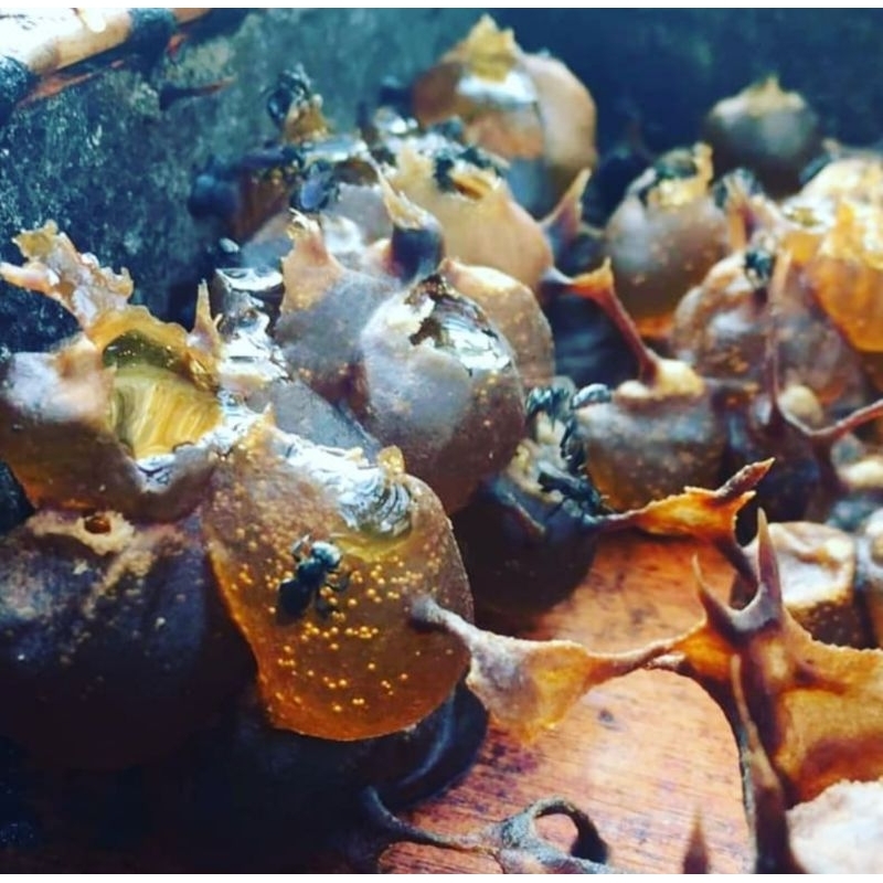 

Madu Trigona (Lebah tanpa sengat)