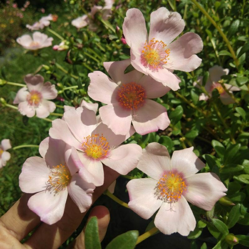 Krokot import MANOHARA MG / ukuran bunga besar jumbo mossrose pukul 9