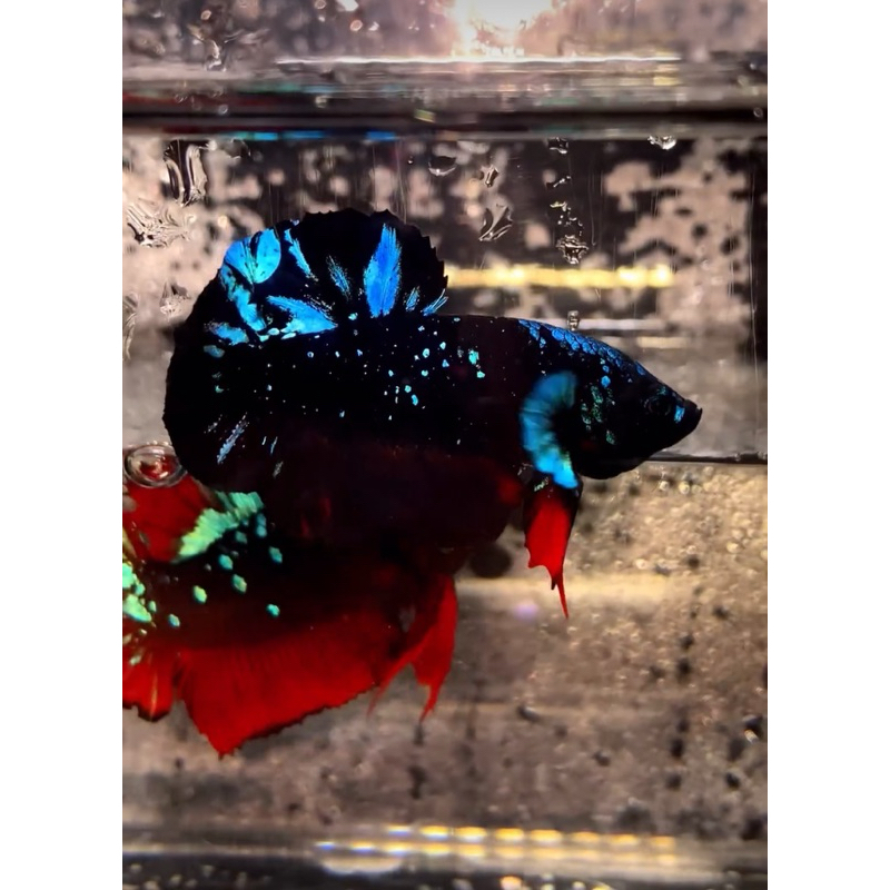 

AVATAR GORDON GLITTER TOP GRADE