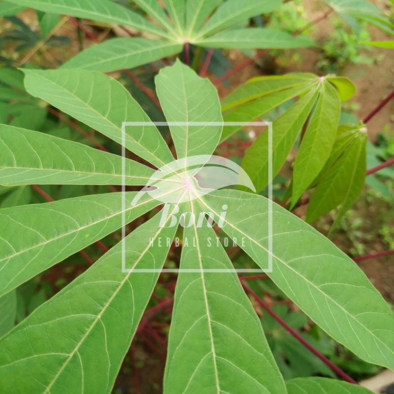 

Daun singkong muda segar 250gram