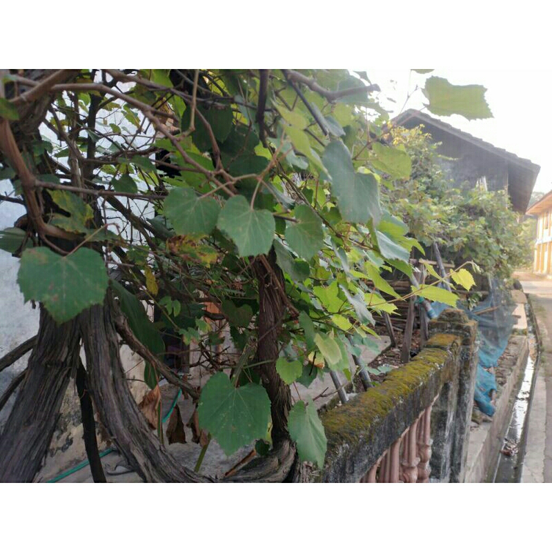 Cutting anggur buat batang bawah rs cn cleonegra