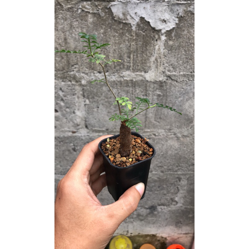Operculicarya Pachypus Tanaman Gurun Cocok untuk Bonsai