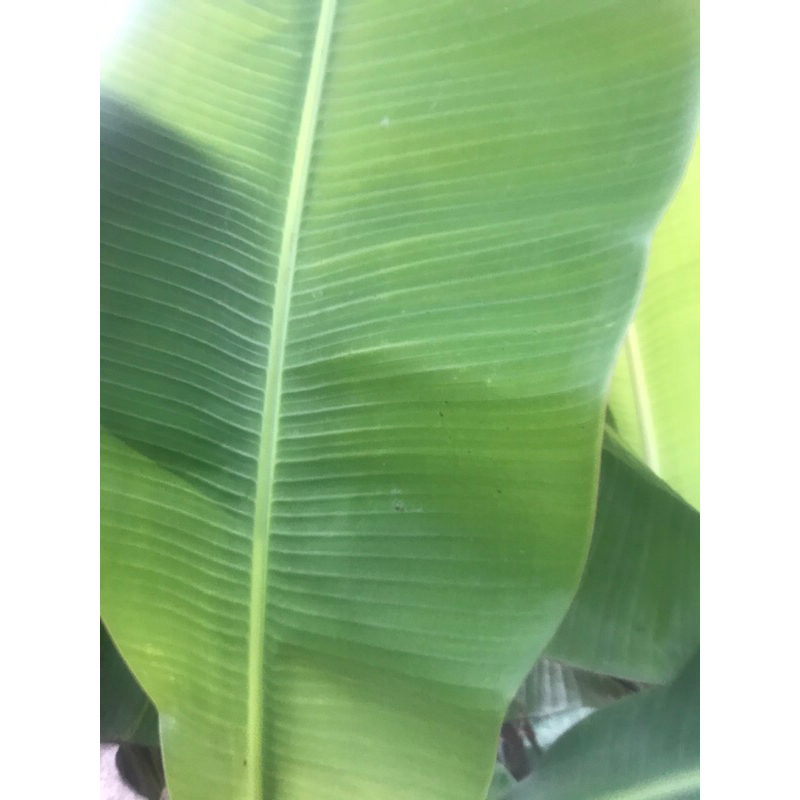 

daun pisang fress 1kg packing aman