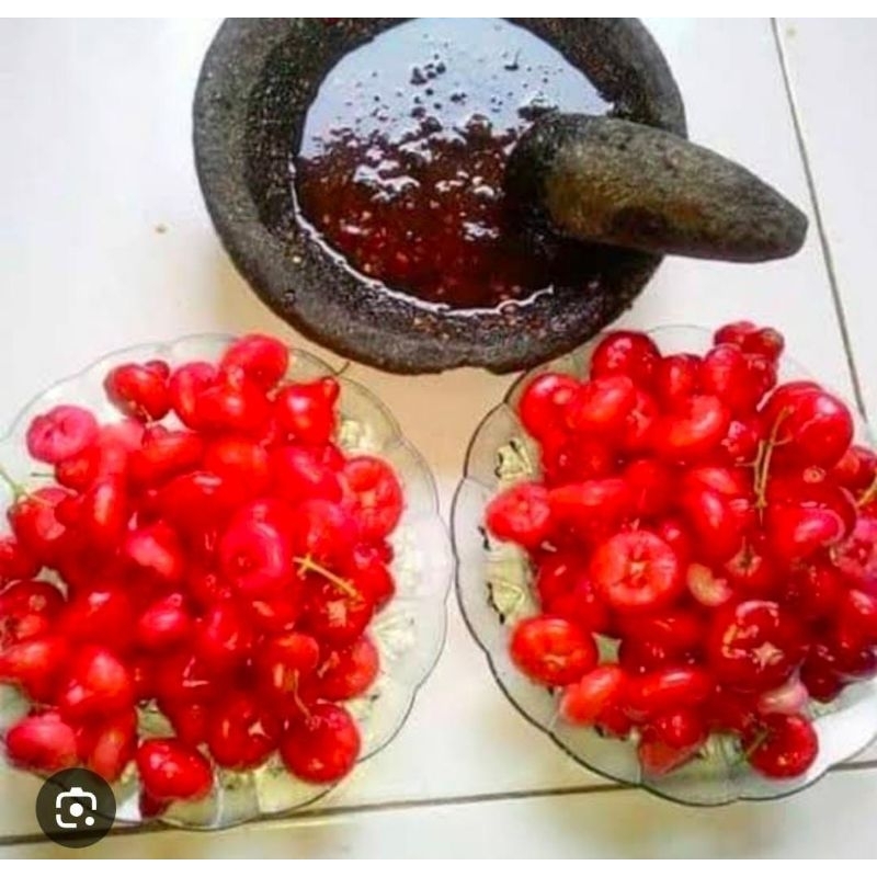 

Jambu Wer Air Kancing Merah Kecut Manis Segar 1 Kg Termurah Rujak