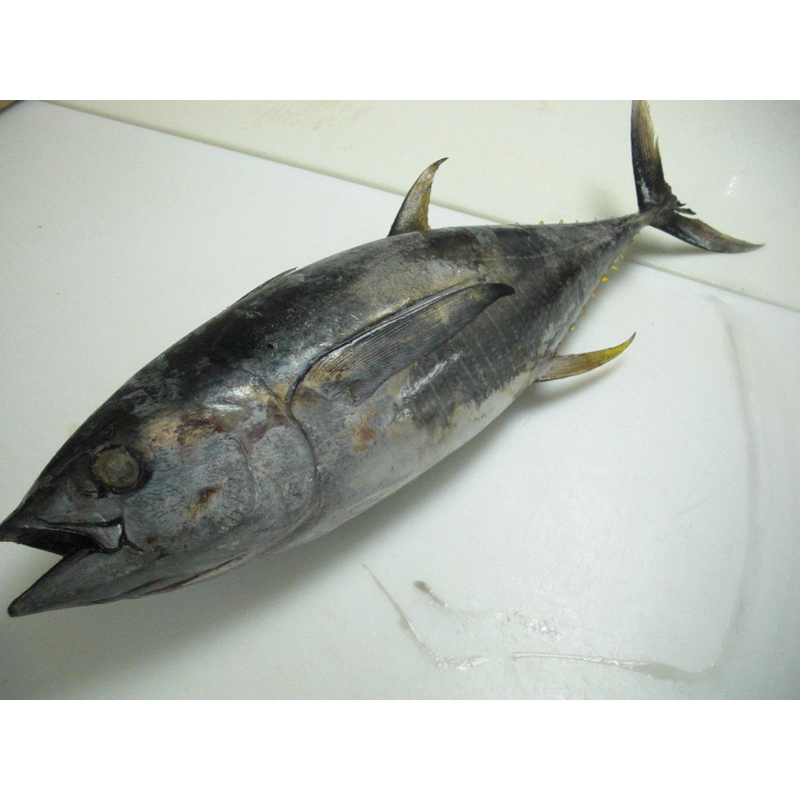 

Frozen Tuna Whole Ukuran 1-10Kg