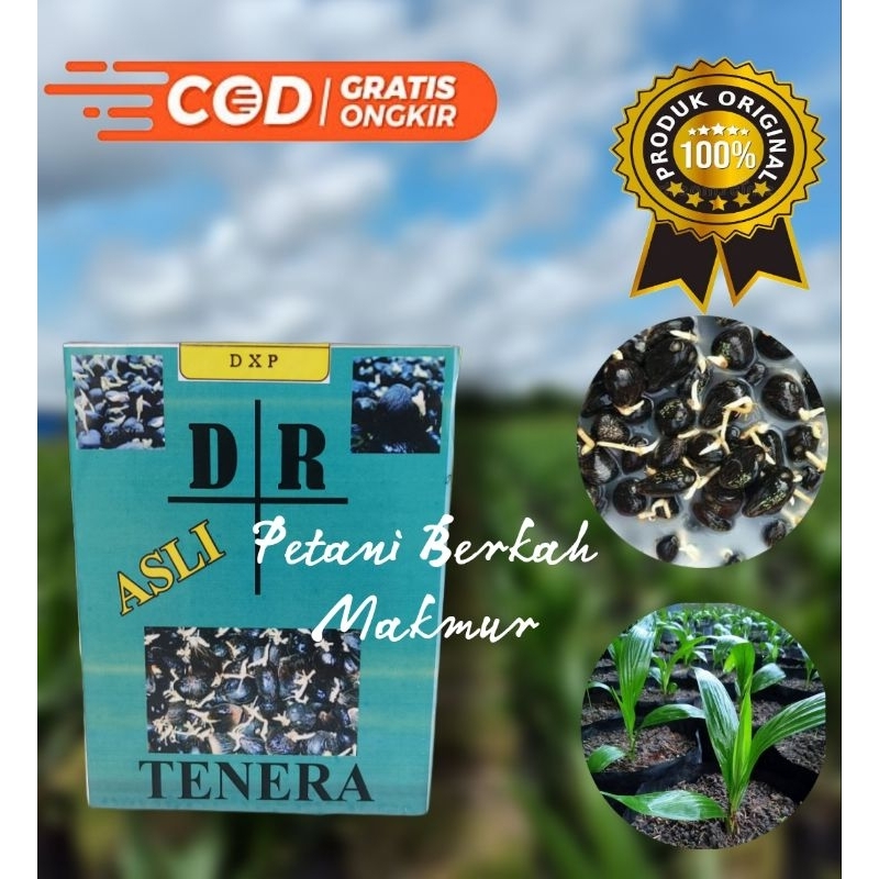 BENIH KECAMBAH SAWIT TENERA UNGGUL