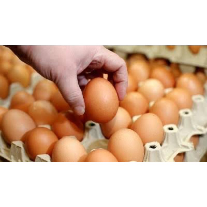 

Telur Ayam Negri