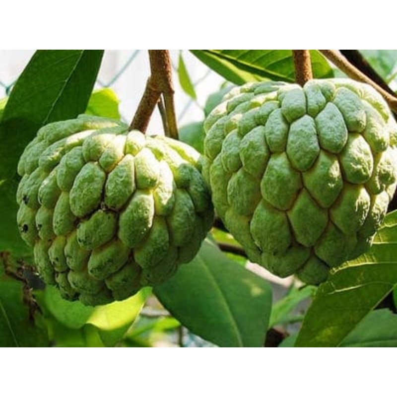 

Srikaya segar dan fresh langsung petik dari pohon 1KG