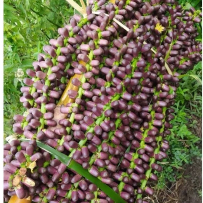 

Bunga aren Putik bunga Langari segar 1 kg