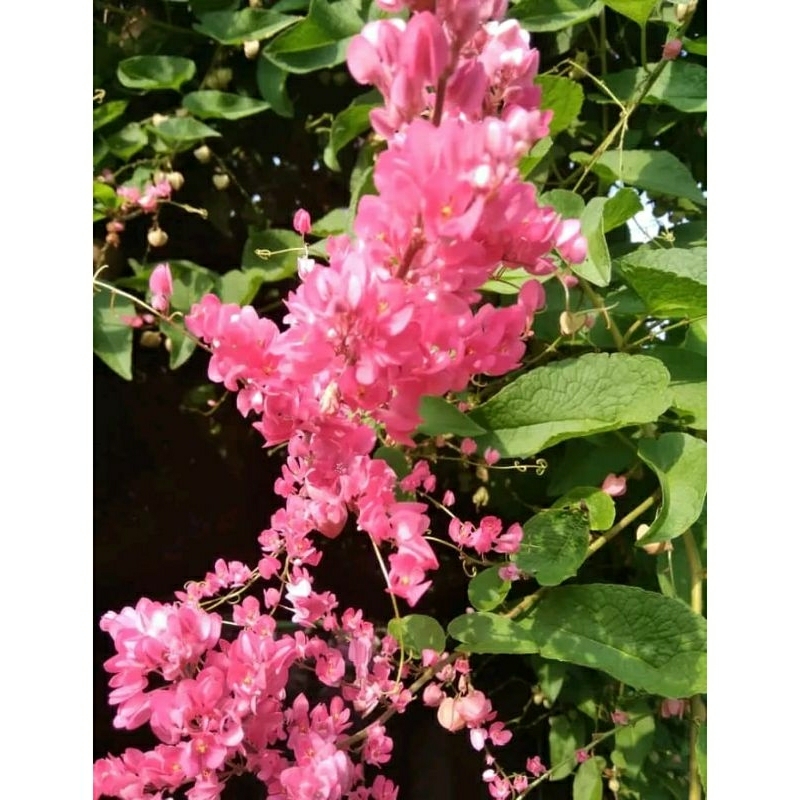 50 biji amp pink biji bunga air mata pengantin