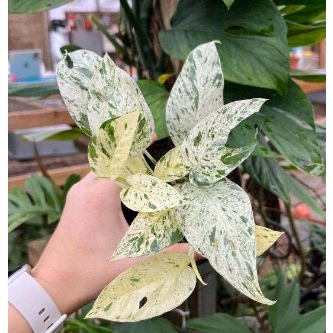 Tanaman Hias Epipremnum Pinnatum Marble-Tanaman Hias Merambat