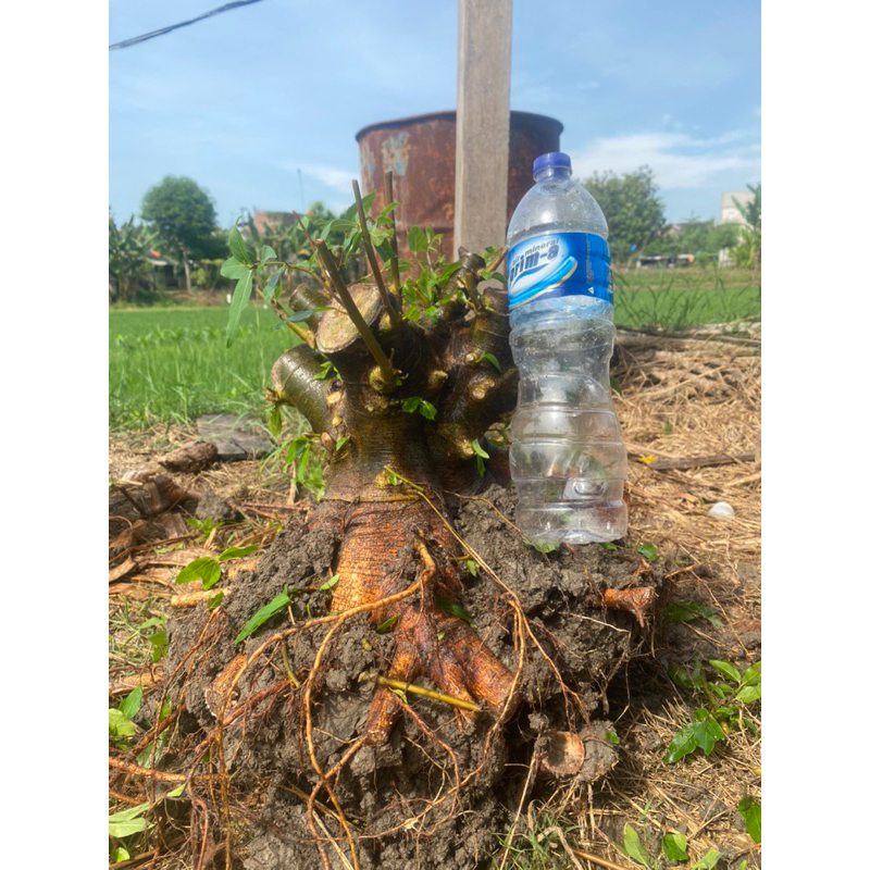 bahan bonsai loa cabang dan akar sudah oke dan besar
