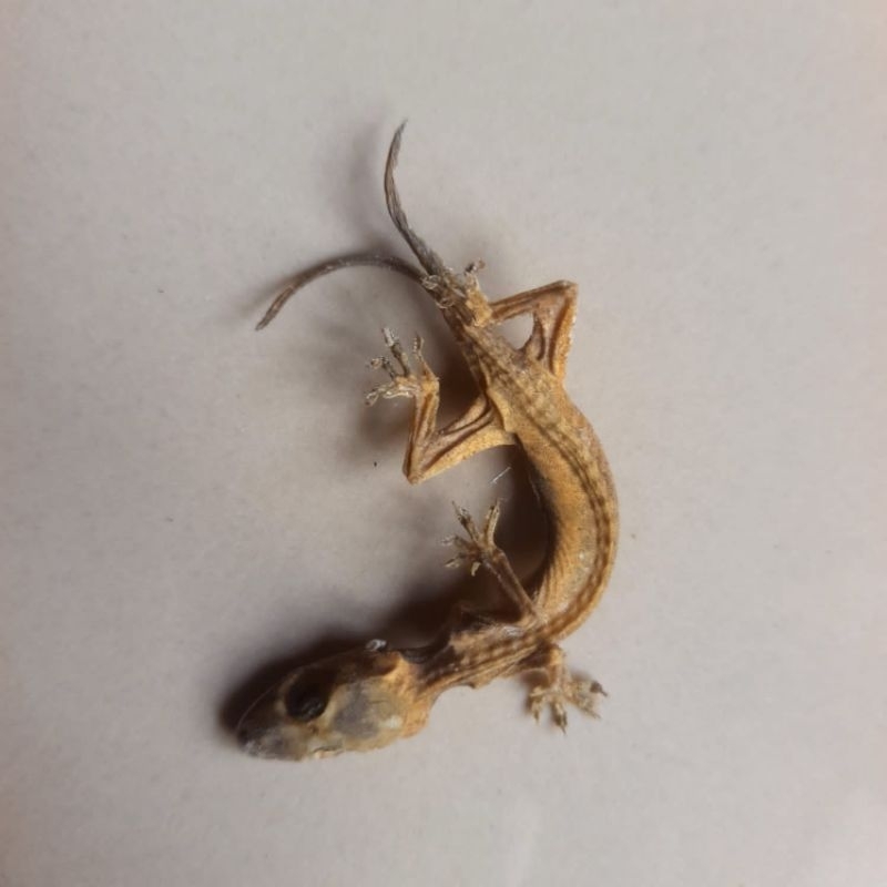 CICAK EKOR CABANG 2 (DUA)