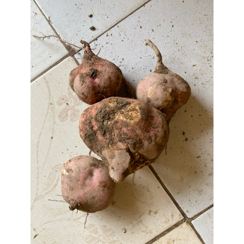 

Umbi-Umbian | Ubi Jalar / Ubi Manis / Ketela Rambat 1 Kg