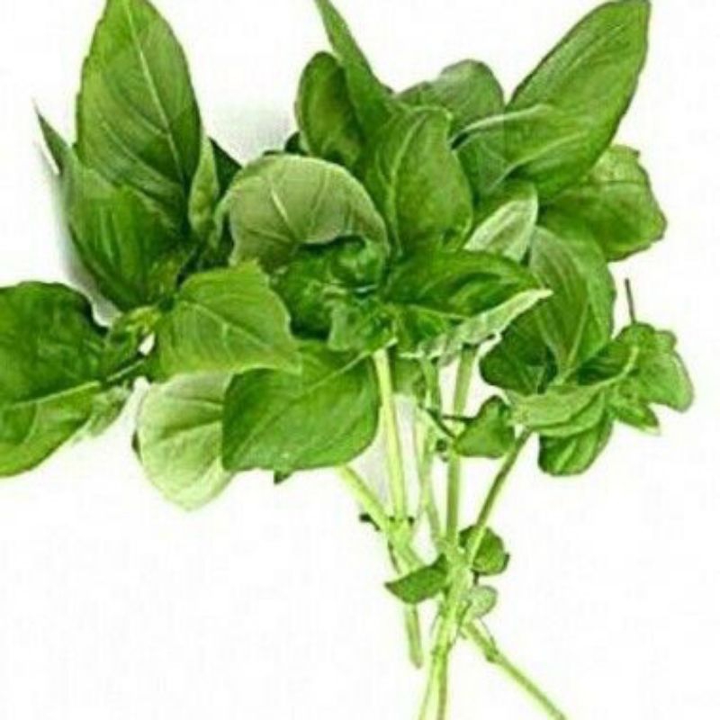 

[KIRIM INSTAN] Daun Kemangi 1 ikat