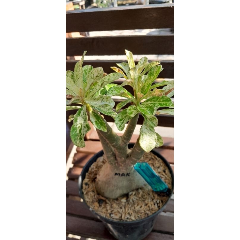 ADENIUM VARIGATA