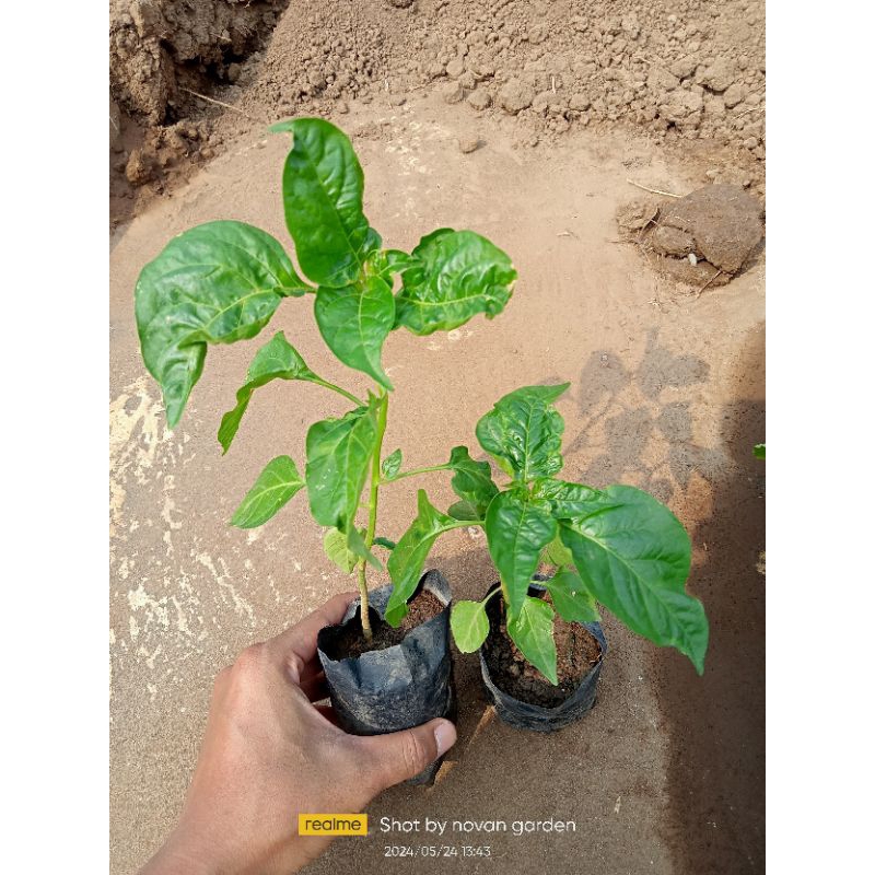 bibit cabai ori |  beli 5 gratis 1 bibit | cabai merah kecil | cabai merah ori