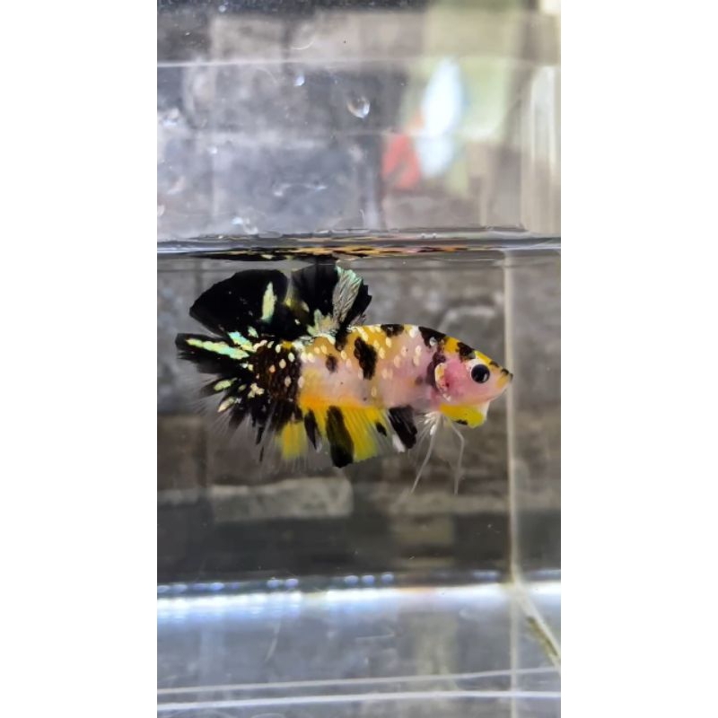 Bahanan Yellow koi copper gold top grad