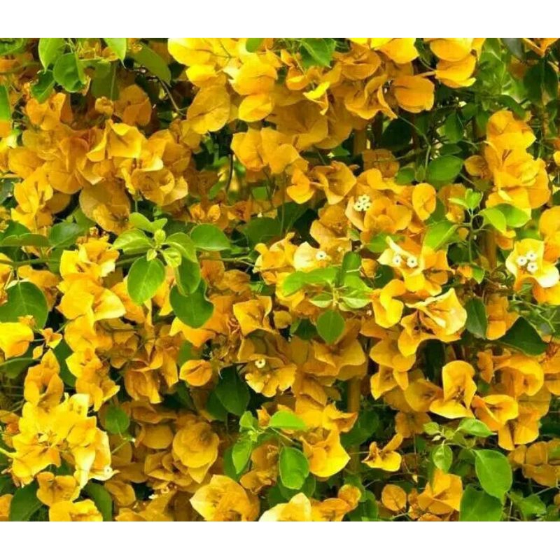 Bougenville Golden rose sudah berbunga