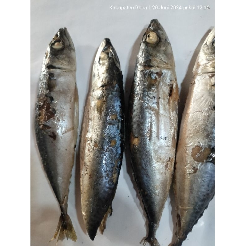 

IKAN SALEM / IKAN PINDANG SUPER ISI 2 PCS