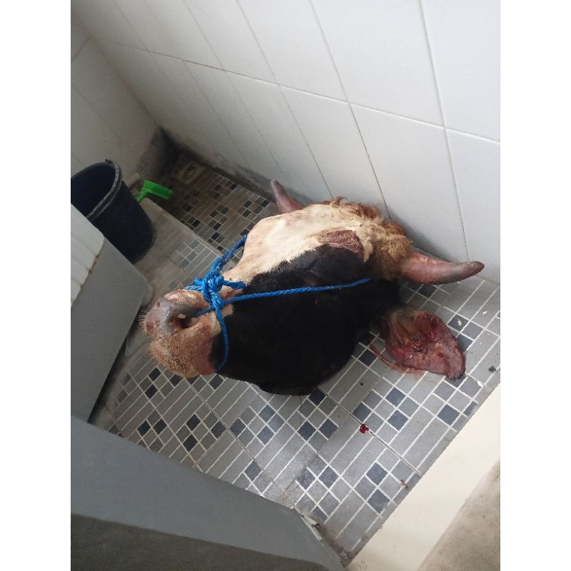 kepala sapi