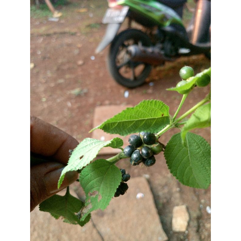 

buah lantana fresh 1kg