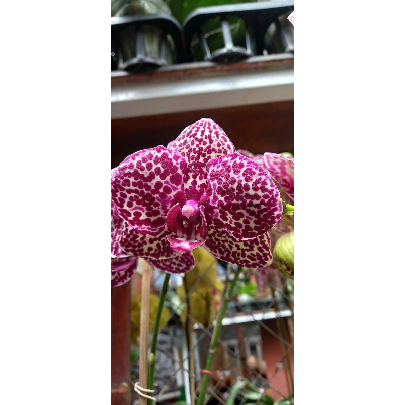 anggrek bulan leopard