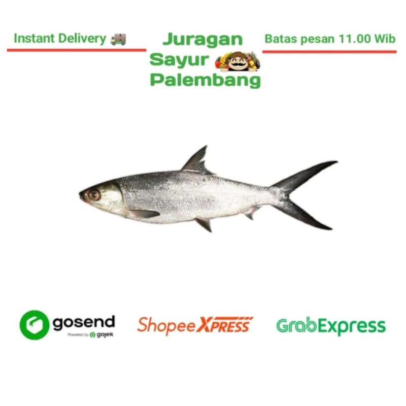 

Ikan Laut Bandeng Fresh - Juragan Sayur Palembang