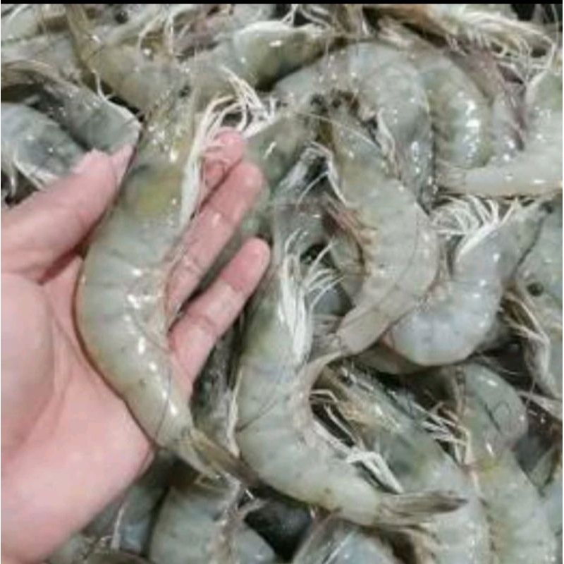 

Udang vanami tanggung 1kg
