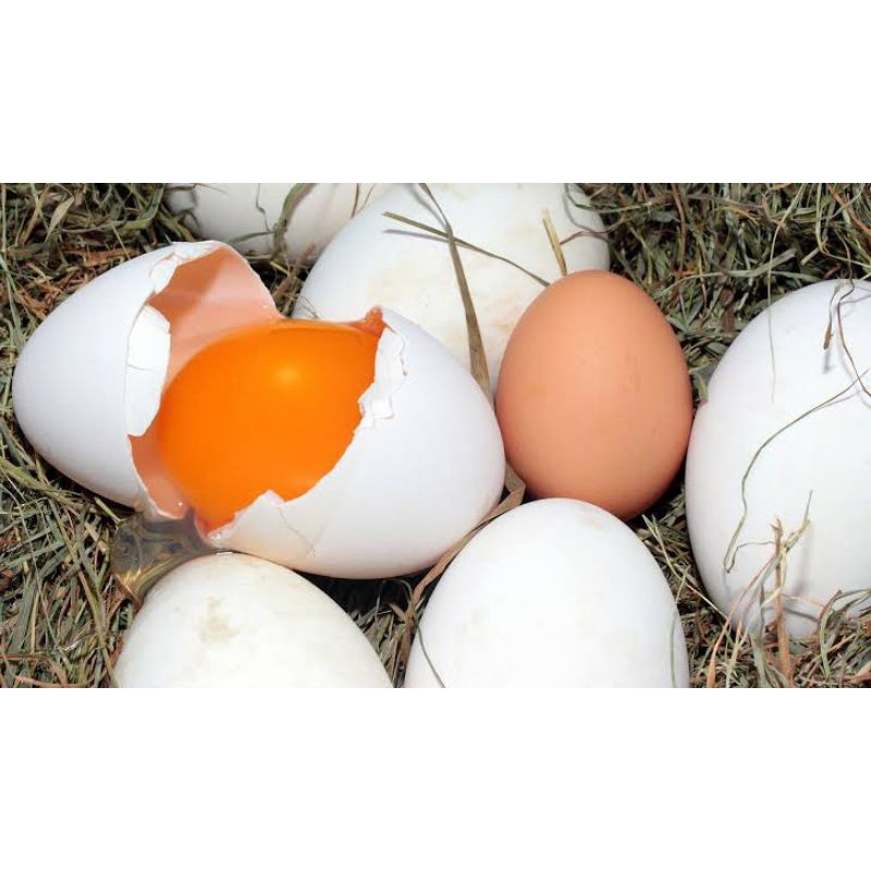 

Telur angsa fresh untuk konsumsi