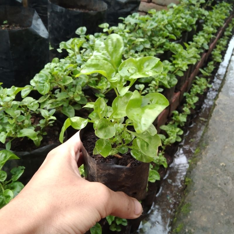 Bibit Bayam Brasil / Bayam Brazil