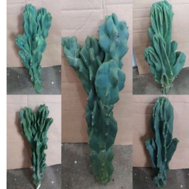 ( BISA COD ) Tanaman Kaktus Lilin Cabang / Kaktus Lilin Bercabang / Bunga Kaktus Lilin / Kaktus Pago