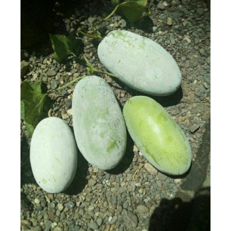 

Buah Beligo Bligo Kundur 1 Kg SEGAR, Baru petik, Herbal berkualitas