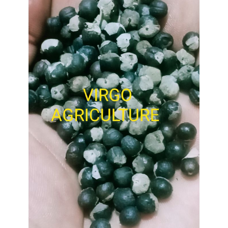 

1000gr-Man Jing Zi-Biji legundi -Vitex Frui-Biji gandasari-Vitex Fructus Viticis