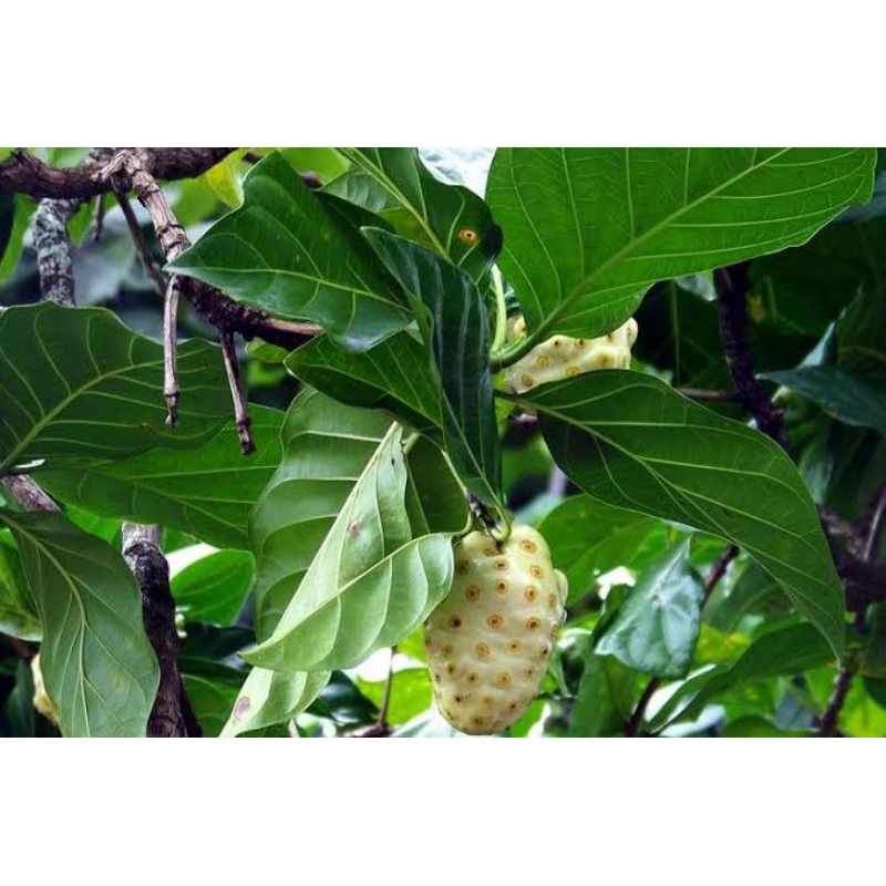 

Daun mengkudu per lembar