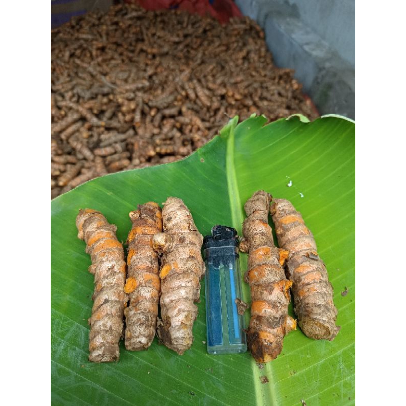 

KUNYIT/KUNIR BESAR FRESS BAHAN JAMU, MARINASI, EMPON