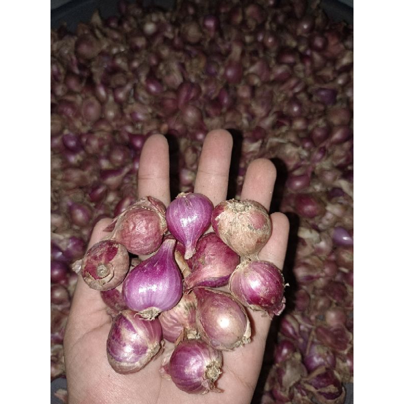

BAWANG MERAH FRESS UKURAN SEDANG