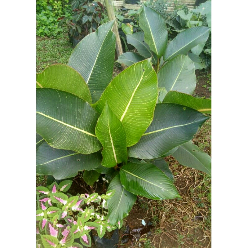 (Ukuran Kecil) Heliconia Indica Bangkok Striata/Pisang-Pisangan