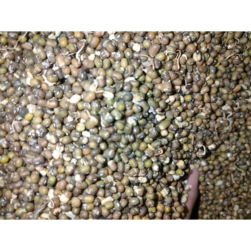 

kacang Hijau untuk peternak paket 5 kg