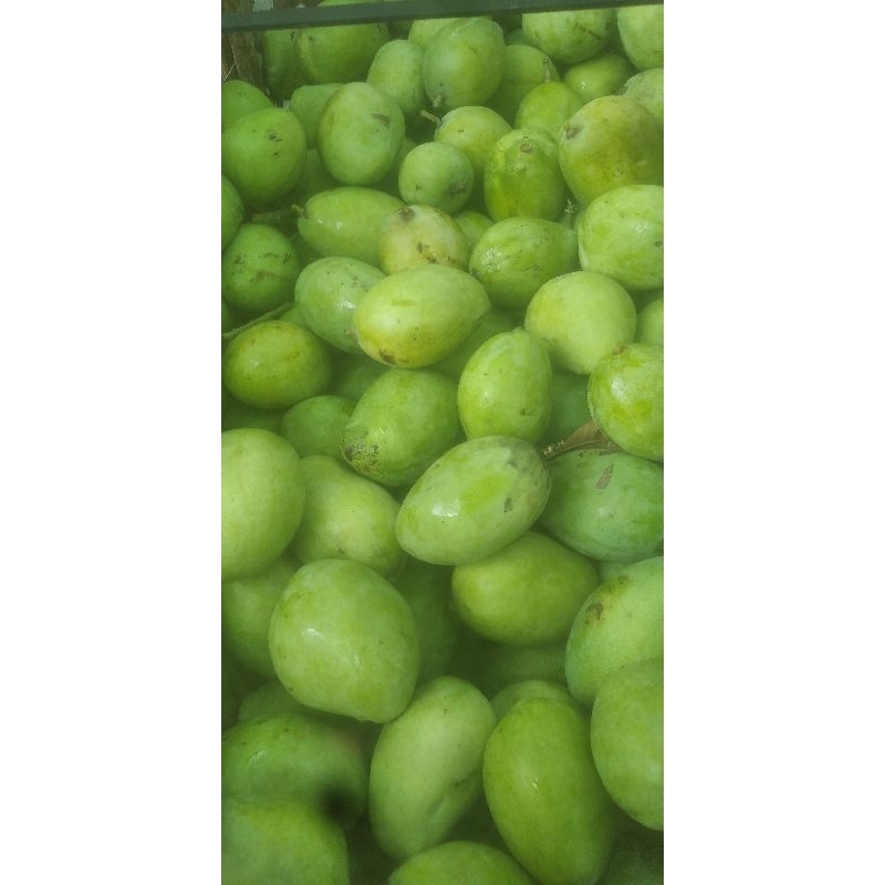 

Paket PROMO!! Mangga Rujak/Mangga Mentah/Mangga Muda 3Kg Mix varian