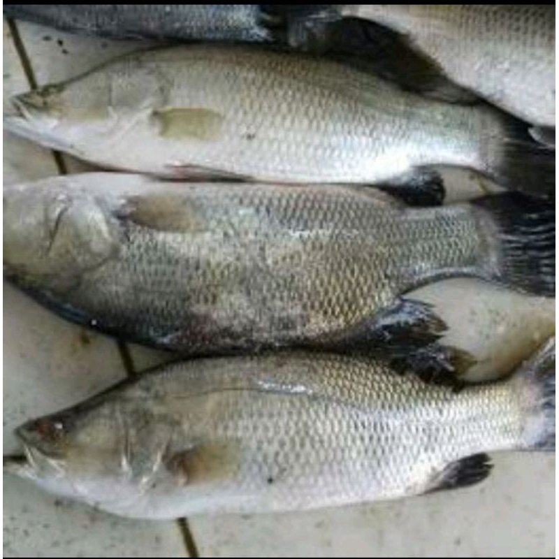 

Ikan kakap putih baramundi 1kg