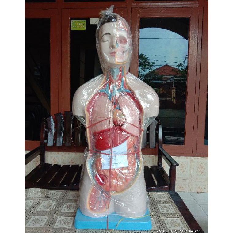 

torso setengah badan ukuran tinggi 9cm tersedia laki dan perempuan mata tertutup mata terbuka berurat Bertutup dan bertulang belakang wanita tanpa tutup h I5D6