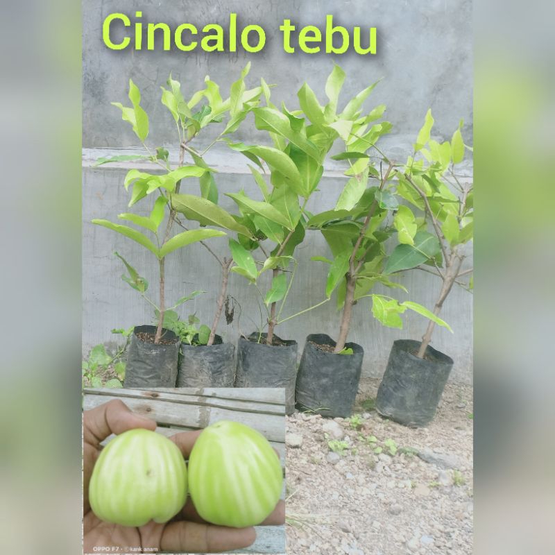 bibit jambu cincalo tebu cangkok