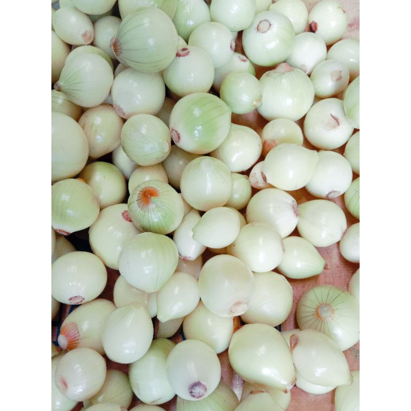 

RB Bombay bawang bombay kupas 1kg