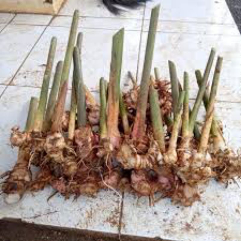 bibit lengkuas putih siap tanam