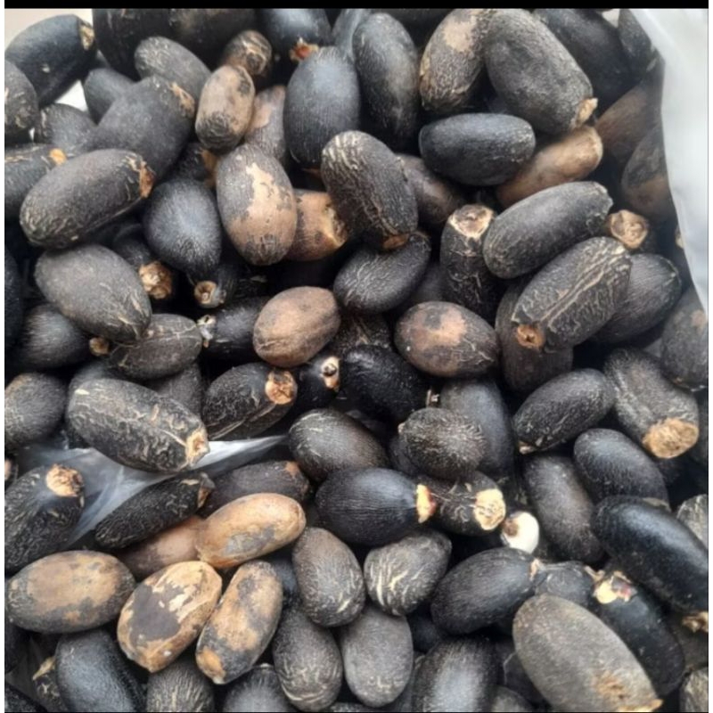 

Buah jarak pagar kering asli organik redy stok untuk obat