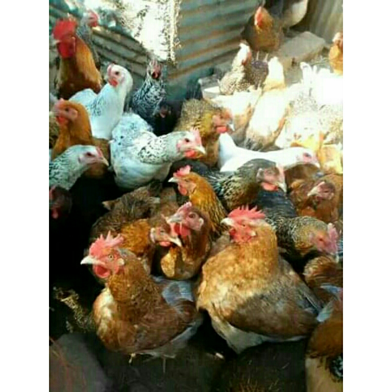 

Telur pertil ayam sangkuni pure line untuk di tetaskan harga per 10 butir