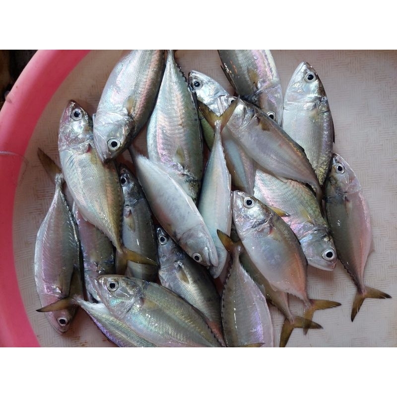 

PROMO IKAN KEMBUNG CEWE /GEPENG SEGAR