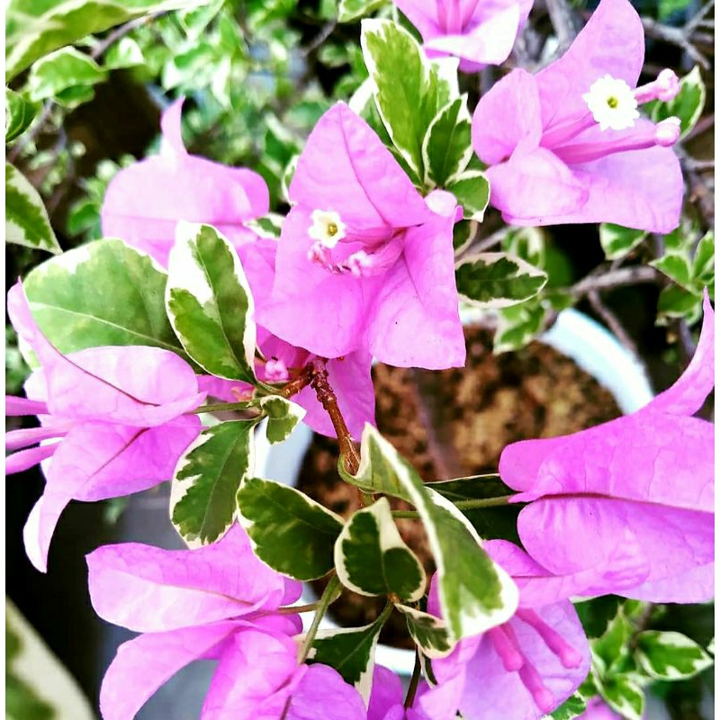 Bunga Hias Bougenville Light Of Varigata Pink